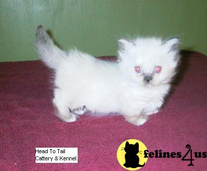 morwaycat Picture 2